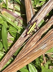 Gasteracantha fornicata