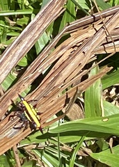 Gasteracantha fornicata