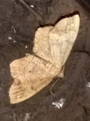 Hypagyrtis