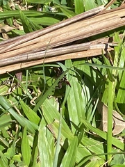 Gasteracantha fornicata