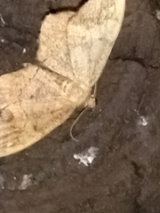 Hypagyrtis