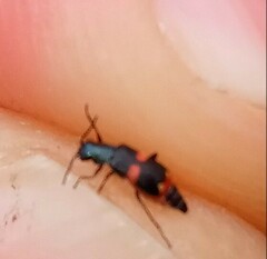 Anthocomus fasciatus