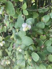 Symphoricarpos
