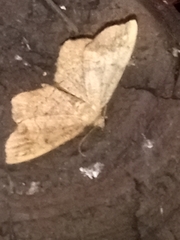 Hypagyrtis