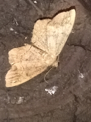 Hypagyrtis