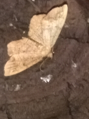 Hypagyrtis