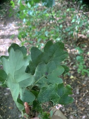 Quercus