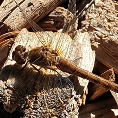 Sympetrum striolatum
