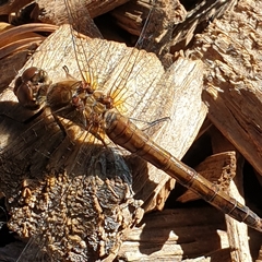 Sympetrum striolatum