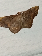 Hypagyrtis