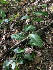 Magnoliopsida