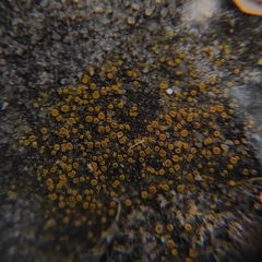 Candelariella aurella