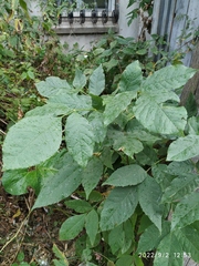 Fraxinus pennsylvanica