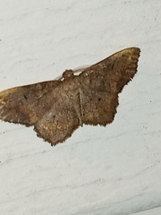 Hypagyrtis