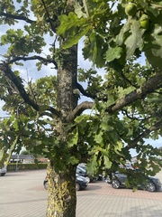 Quercus