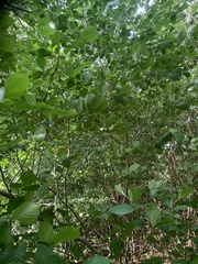 Magnoliopsida