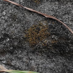 Candelariella aurella