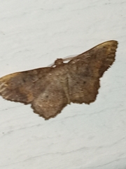 Hypagyrtis