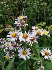 Symphyotrichum novi-belgii