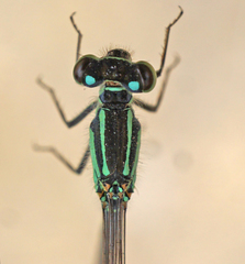 Ischnura damula