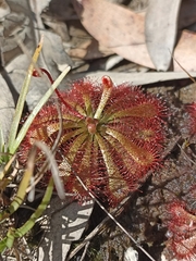 Drosera spatulata