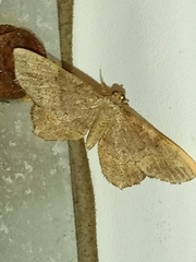 Hypagyrtis