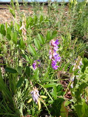 Vicia amoena