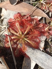 Drosera spatulata