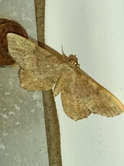 Hypagyrtis