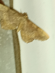 Hypagyrtis