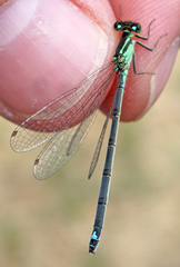 Ischnura damula