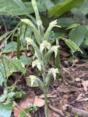 Sarcoglottis acaulis