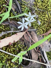 Liliales