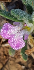 Ajuga iva iva