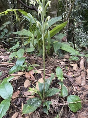 Sarcoglottis acaulis