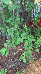 Prunus padus