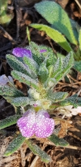 Ajuga iva iva