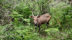 Tragelaphus sylvaticus sylvaticus