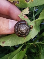 Fruticicola fruticum