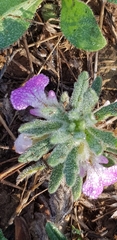 Ajuga iva iva