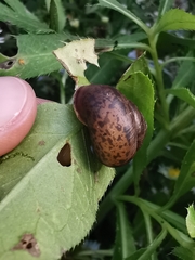 Fruticicola fruticum