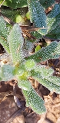 Ajuga iva iva