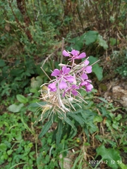 Chamaenerion angustifolium