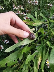 Fruticicola fruticum