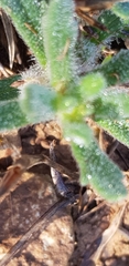 Ajuga iva iva