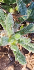 Ajuga iva iva