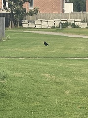 Corvus frugilegus