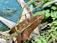 Mickelopteris cordata