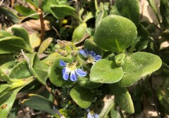 Scaevola calendulacea