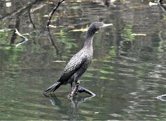 Phalacrocorax sulcirostris